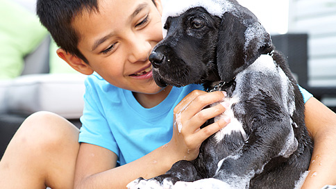 doga 動画トピック ペットのいる生活